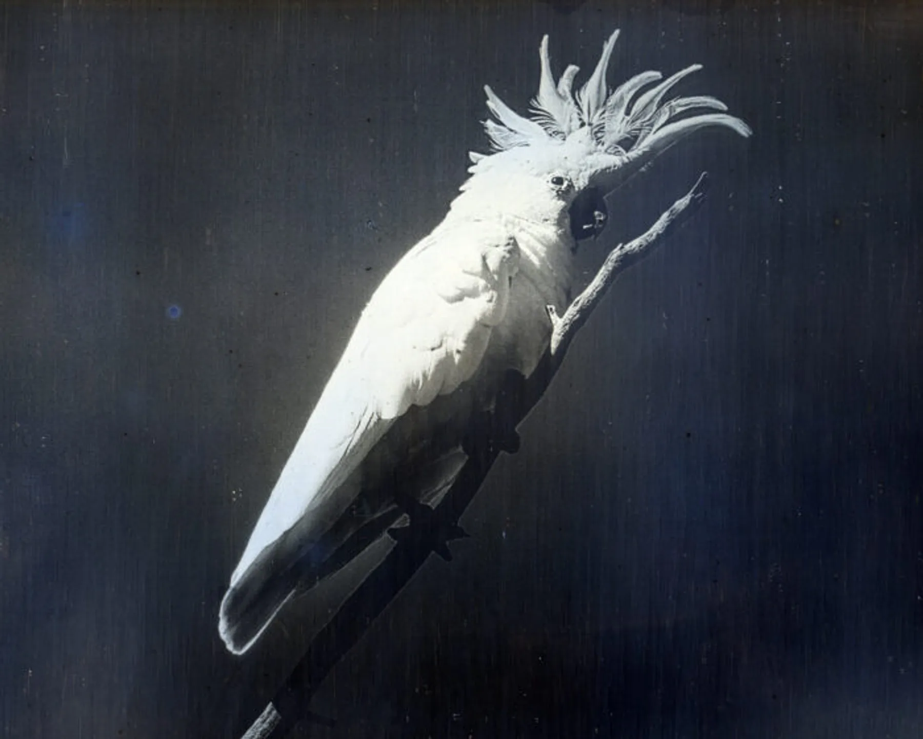 Listen to the soundscapes of James Tylor’s new commission Pardu (2025) for The Neighbour at the Gate, including indigenous bird calls and traditional Kaurna instruments.