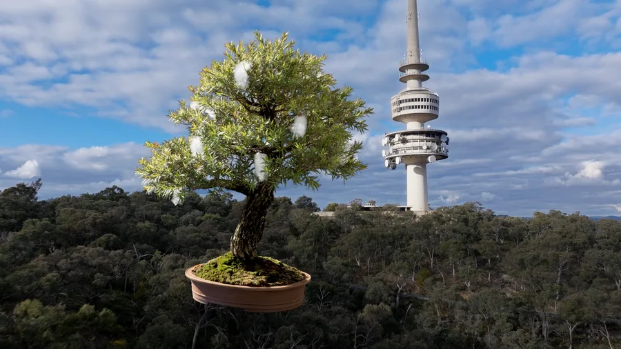 Callistemon Cook Video Still