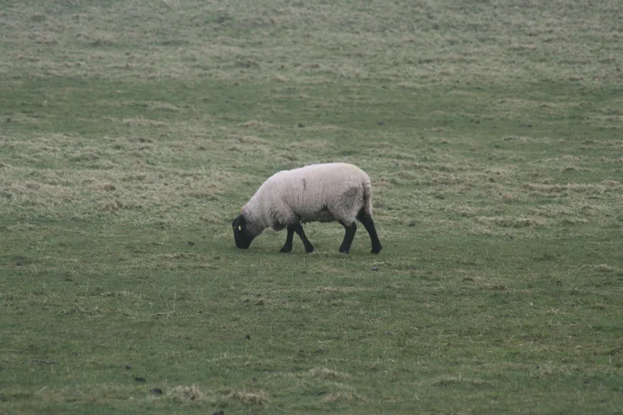 Nas art forum fergus berney gibson