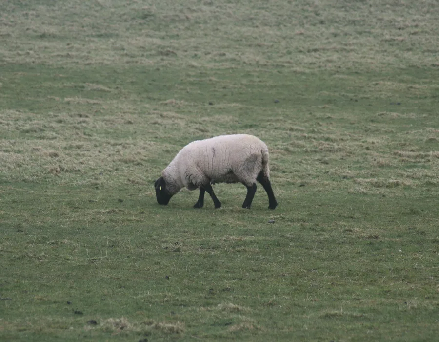 Nas art forum fergus berney gibson