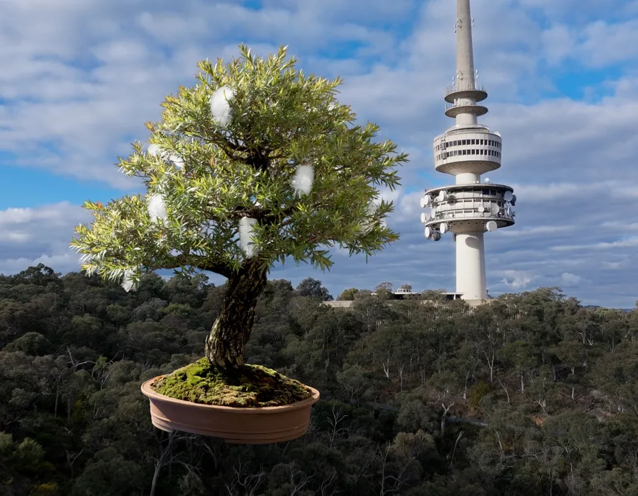 Callistemon Cook Video Still