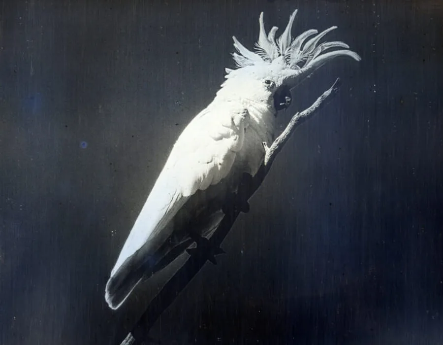 Listen to the soundscapes of James Tylor’s new commission Pardu (2025) for The Neighbour at the Gate, including indigenous bird calls and traditional Kaurna instruments.